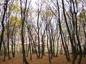 Cluj Toamna 2008 002